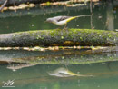 Grey Wagtail - Pliszka Górska